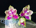 Carica l&#39;immagine nel visualizzatore Galleria, Phalaenopsis Mainshow Colourful &#39;MS&#39; (Clone) Mainshow
