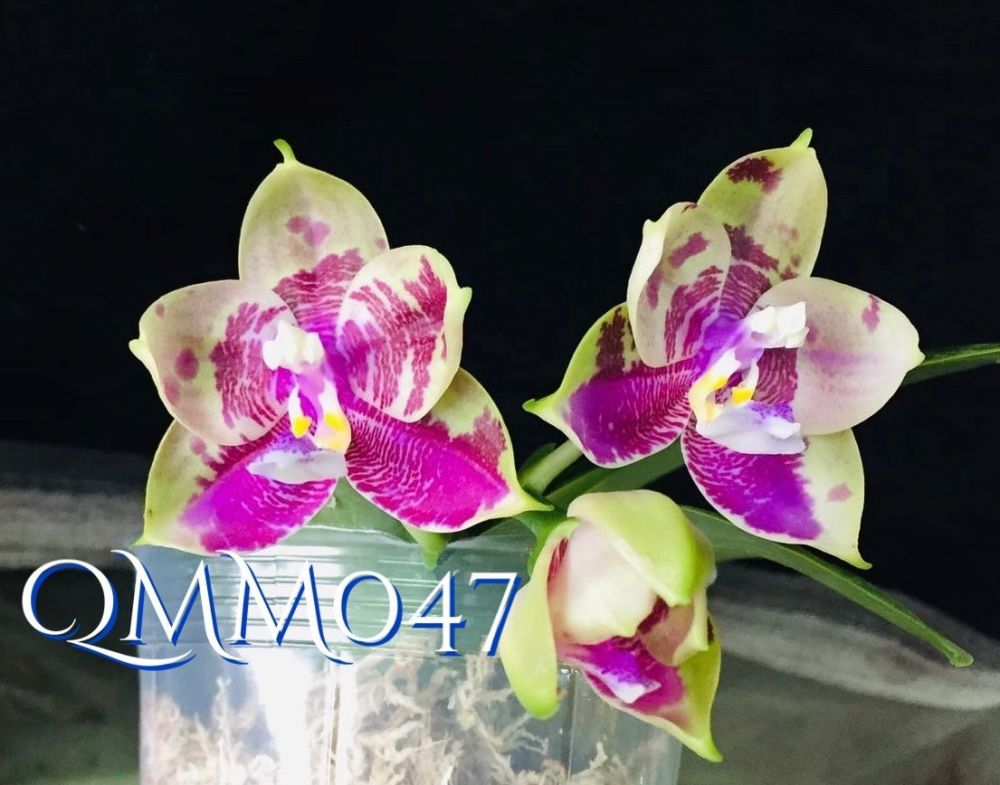 Phalaenopsis Mainshow Colourful 'MS' (Clone) Mainshow