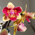 Load image into Gallery viewer, Phalaenopsis Sogo Yellowtris '3 lips'