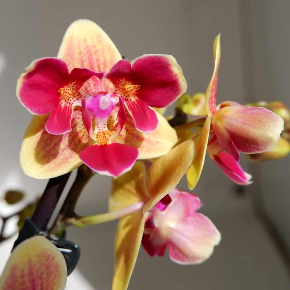 Phalaenopsis Sogo Yellowtris '3 lips'