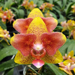Load image into Gallery viewer, Phalaenopsis Tying Shin Fly Eagle × Phal. tetraspis 'C1'