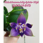 Load image into Gallery viewer, Phalaenopsis violacea var. indigo (3-lips)