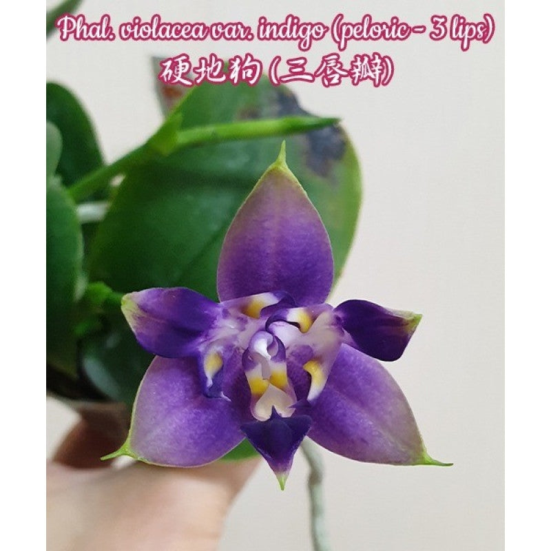 Phalaenopsis violacea var. indigo (3-lips)