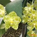 Carica l'immagine nel visualizzatore Galleria, Phalaenopsis gigantea var.alba 'Prince' x gigantea var.alba 'Ta Wei' Mainshow