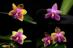 Carica l&#39;immagine nel visualizzatore Galleria, Phalaenopsis Hawaii Dragon Girl x violacea tipo
