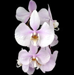 Carica l'immagine nel visualizzatore Galleria, Phalaenopsis amabilis 'Surabaya'