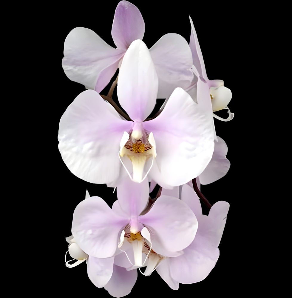 Phalaenopsis amabilis 'Surabaya'