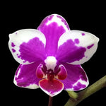 Load image into Gallery viewer, Phalaenopsis I-Hsin Agra '503'