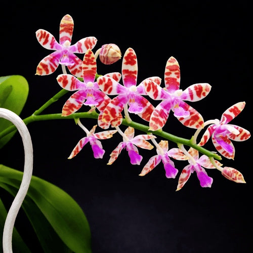 Phalaenopsis Lovely Marie f. flava (Phal. mariae x Bastanii flava)