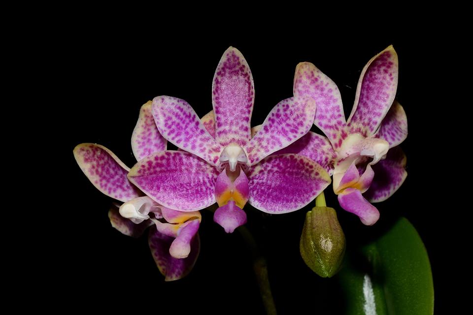 Phalaenopsis Alfinia ‘Pink Leopard’ (violacea x finleyi)