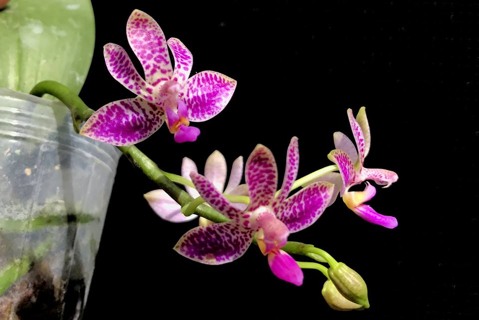 Phalaenopsis Alfinia ‘Pink Leopard’ (violacea x finleyi)