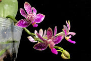 Phalaenopsis Alfinia ‘Pink Leopard’ (violacea x finleyi)