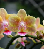 Carica l&#39;immagine nel visualizzatore Galleria, Phalaenopsis Allura Splitfire = Aromio Spicy
