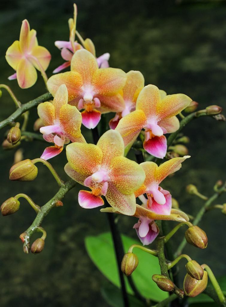 Phalaenopsis Allura Splitfire = Aromio Spicy