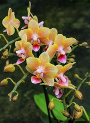 Phalaenopsis Allura Splitfire = Aromio Spicy
