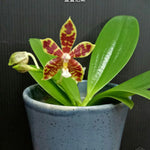 Load image into Gallery viewer, Phalaenopsis Almanis (= mannii × tetraspis)
