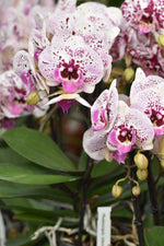 Carica l&#39;immagine nel visualizzatore Galleria, Phalaenopsis Athena
