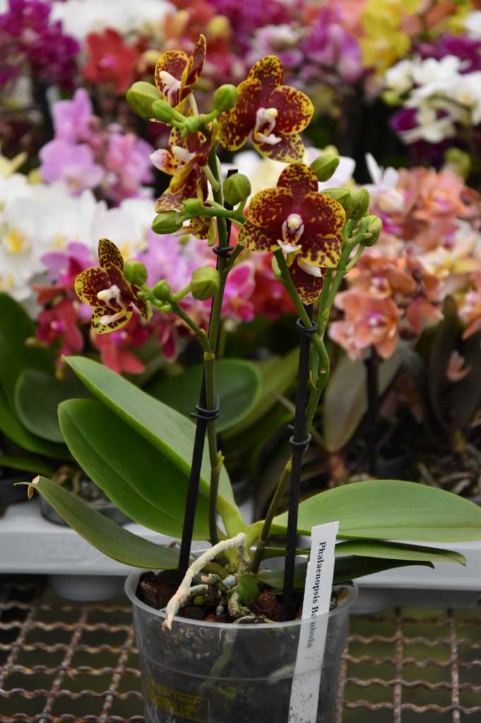 Phalaenopsis Bambula