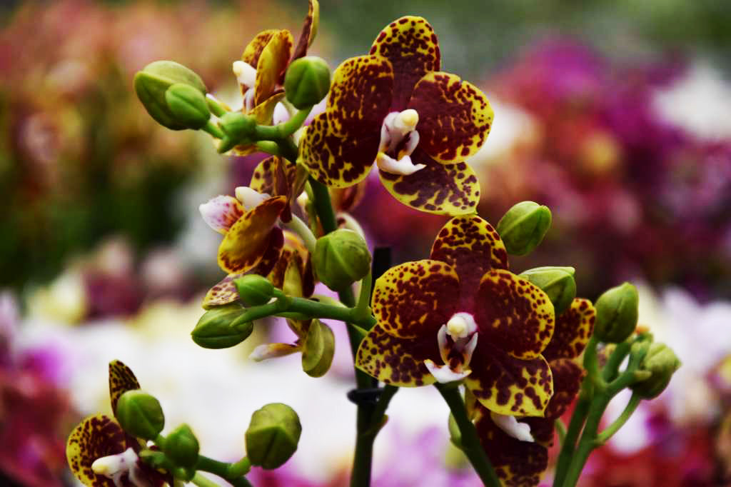 Phalaenopsis Bambula