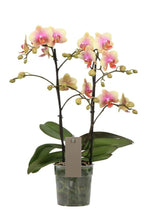 Carica l&#39;immagine nel visualizzatore Galleria, Phalaenopsis Belle Helene
