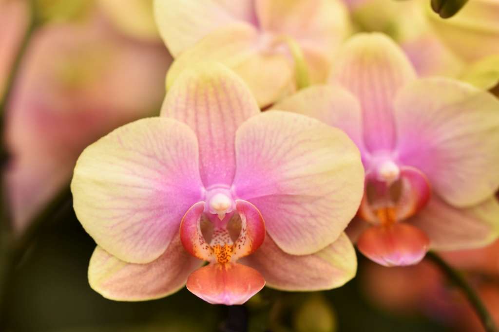 Phalaenopsis Belle Helene