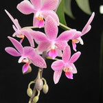Load image into Gallery viewer, Phalaenopsis Bernice Maskin (gigantea 'Jumbo Libra' × equestris)