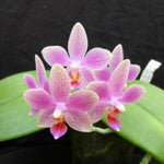 Load image into Gallery viewer, Phalaenopsis Bernice Maskin (gigantea 'Jumbo Libra' × equestris)