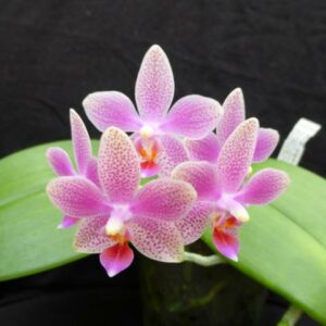 Phalaenopsis Bernice Maskin (gigantea 'Jumbo Libra' × equestris)