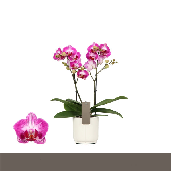 Phalaenopsis Bing