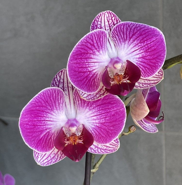 Phalaenopsis Bing