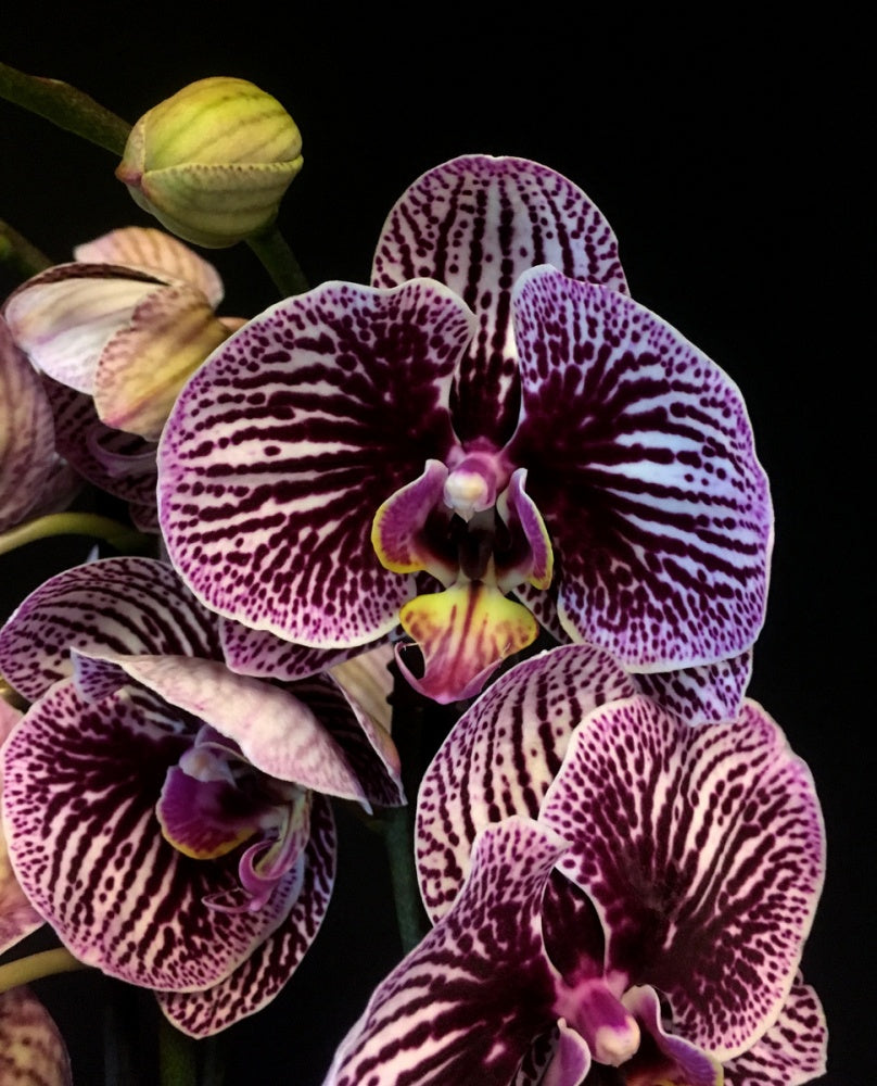 Phalaenopsis Black Stripes