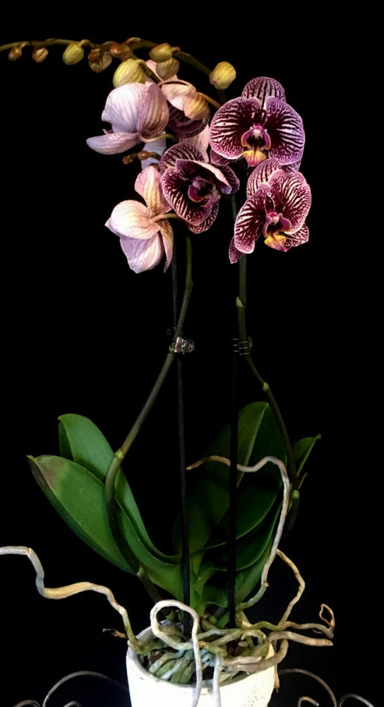 Phalaenopsis Black Stripes