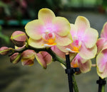 Load image into Gallery viewer, Phalaenopsis Buttercream = Leonora 'Lemon Ice Cream'