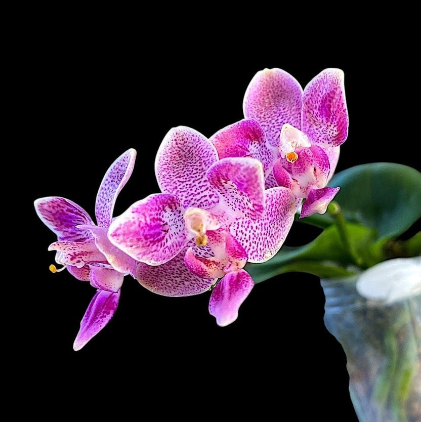 Phalaenopsis Liu's Yellow Star Dust (Caribbean Sunset × minus) (peloric - 3 lips )
