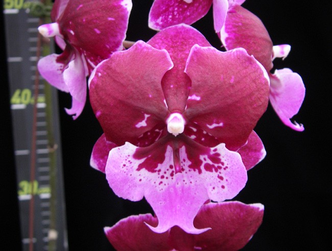 Phalaenopsis Chia Shing Hot Kiss "Liu's" (Yu Pin Fireworks x Chia-Shing Focus) - Big Lip