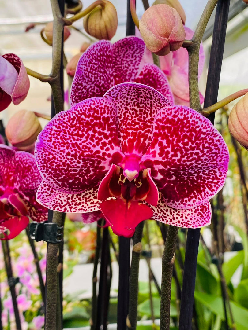 Phalaenopsis Chiada Eva 'Egyptian Queen'