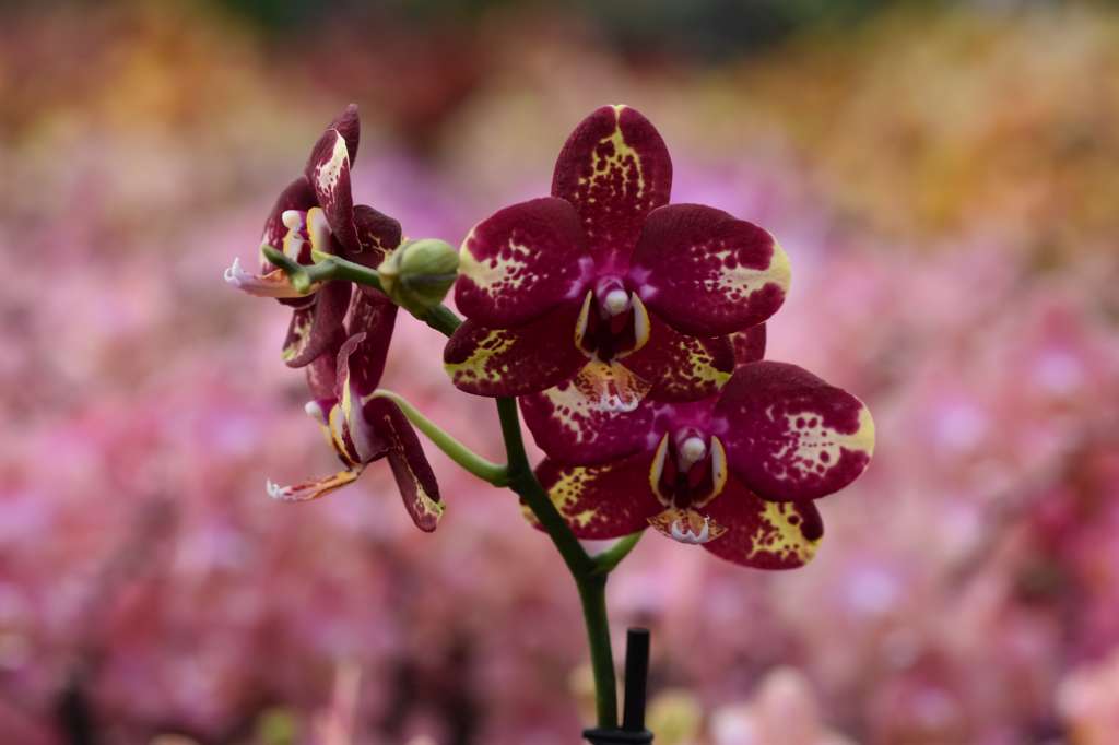 Phalaenopsis Chienlung Black Parrot (Phal. Chiada Gloria × Phal. K S Happy Eagle)