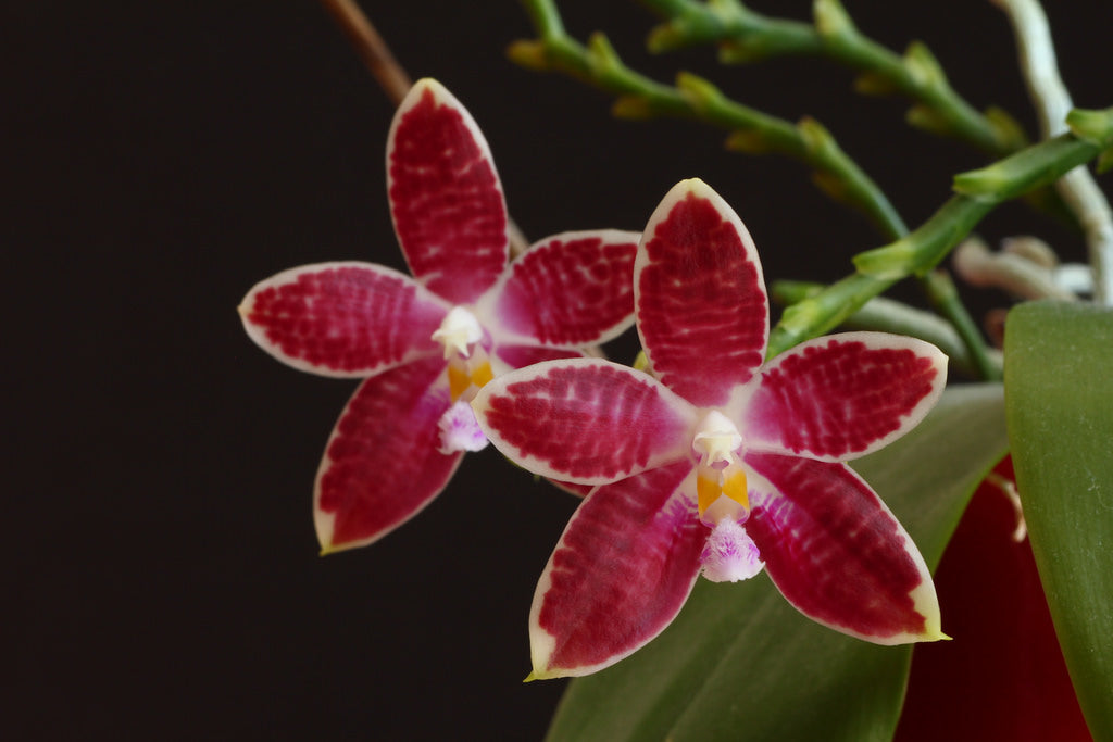 Phalaenopsis Chienlung Corningosa (corningiana x speciosa)
