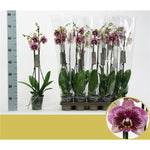Load image into Gallery viewer, Phalaenopsis Dream Diamond
