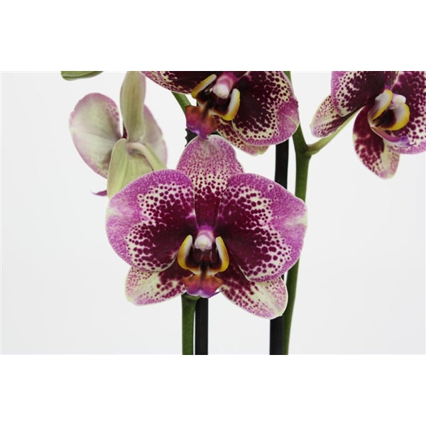 Phalaenopsis Dream Diamond