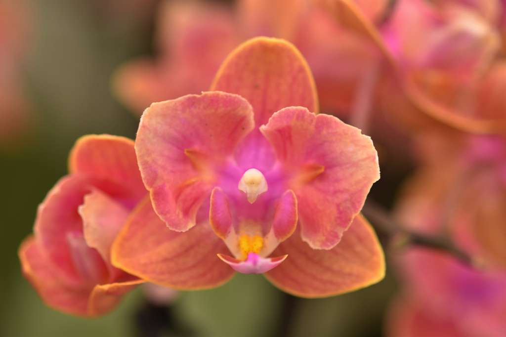 Phalaenopsis Dusty Belle - Peloric 2 eyes