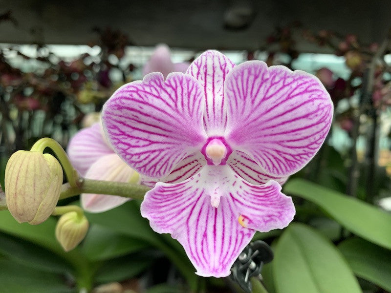 Phalaenopsis Elizabeth Hayden