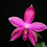 Carica l'immagine nel visualizzatore Galleria, Phalaenopsis Germaine Vincent (violacea × speciosa)