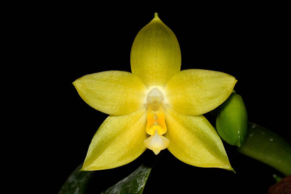 Phalaenopsis Guadalupe Pineda f. flava (amboinensis flava x bellina alba)