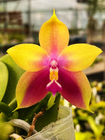 Carica l&#39;immagine nel visualizzatore Galleria, Phalaenopsis Hawaii Dragon Girl x violacea tipo
