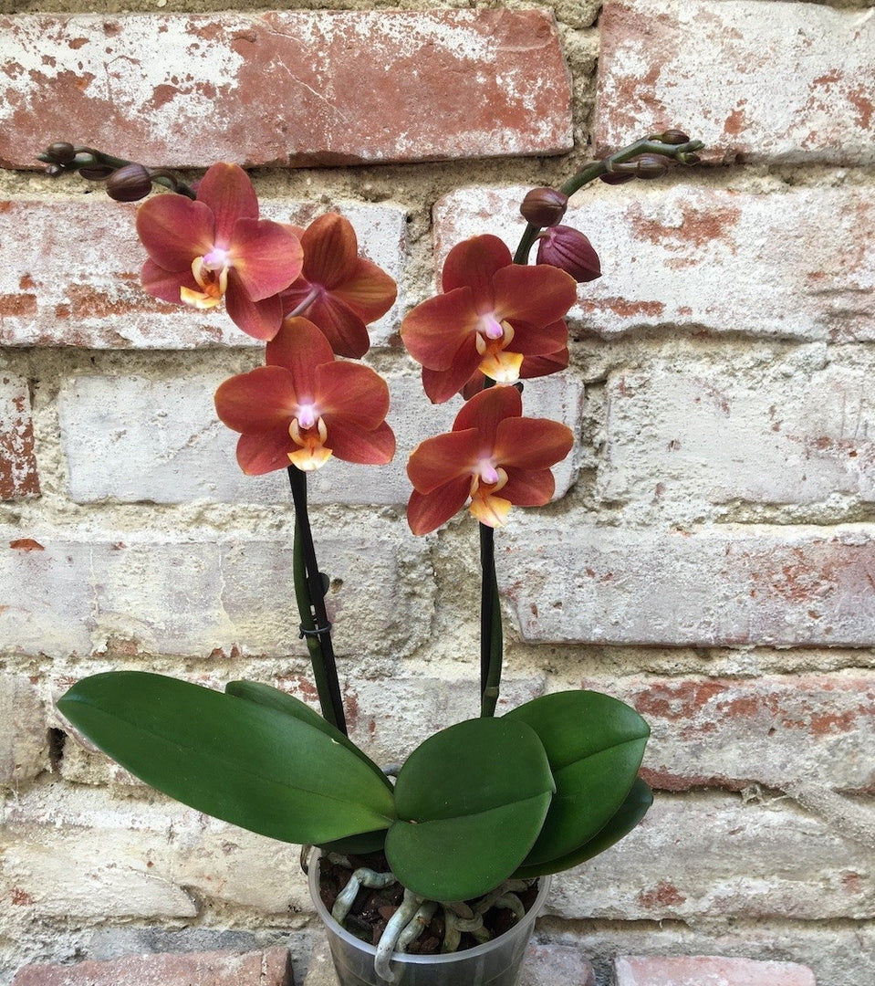 Phalaenopsis Horizon