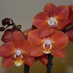 Carica l&#39;immagine nel visualizzatore Galleria, Phalaenopsis Horizon
