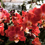 Carica l&#39;immagine nel visualizzatore Galleria, Phalaenopsis Horizon
