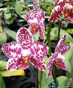 Load image into Gallery viewer, Phalaenopsis Ho's Graceful Natasha