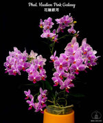 Carica l&#39;immagine nel visualizzatore Galleria, Phalaenopsis Hualien Pink Galaxy
